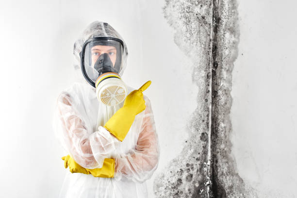 Best Mold Odor Removal Services in Redding, CA